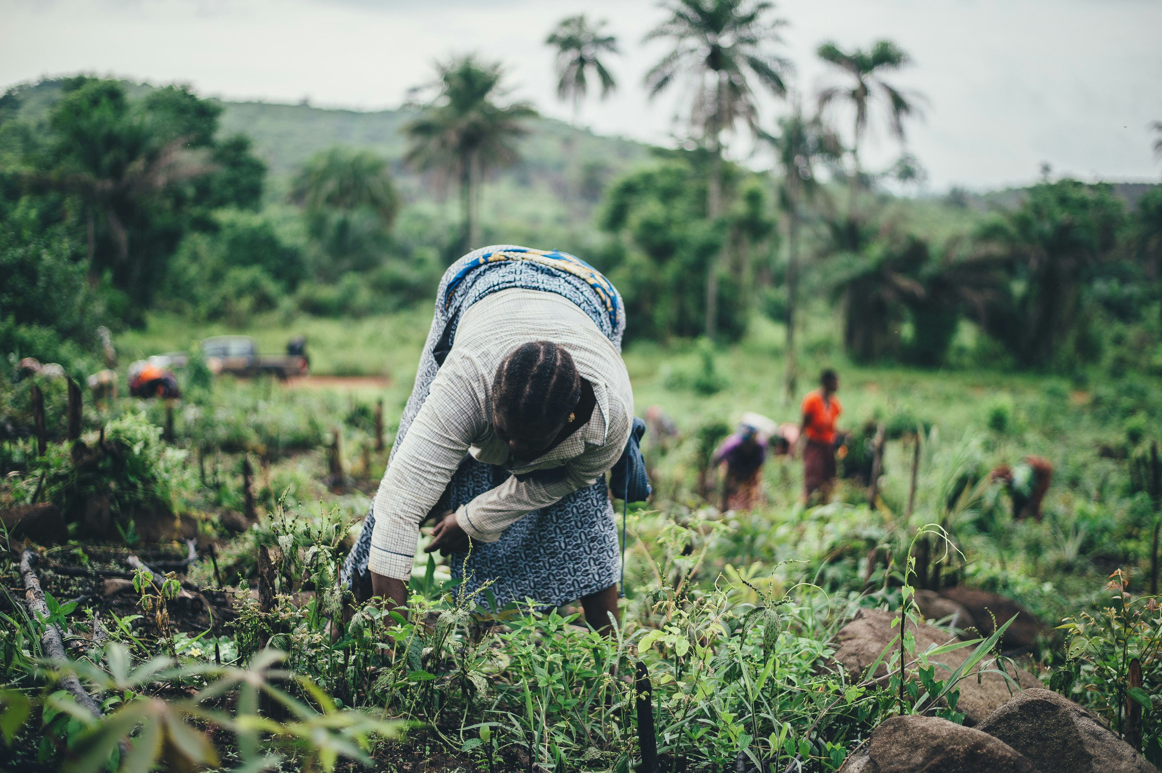 Smallholder Credit Markets and the Collateral Gap