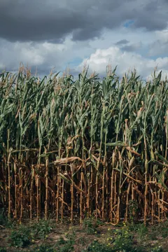 Tall maize plants beneath a cloudy sky.
