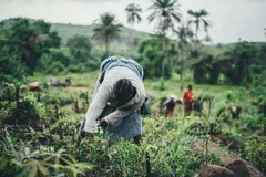 Smallholder farmer working in a field in rural Africa